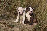 BOULEDOGUE AMERICAIN 184